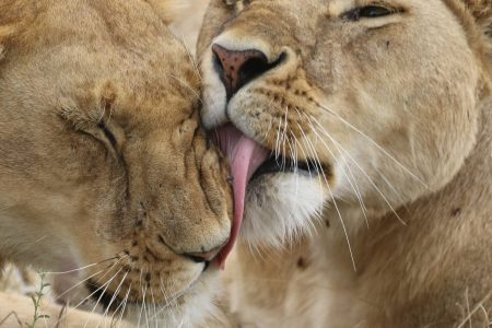 A 3-Day Safari Adventure