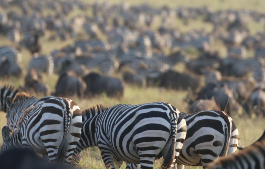 9 Day Safari You’ll Always Remember