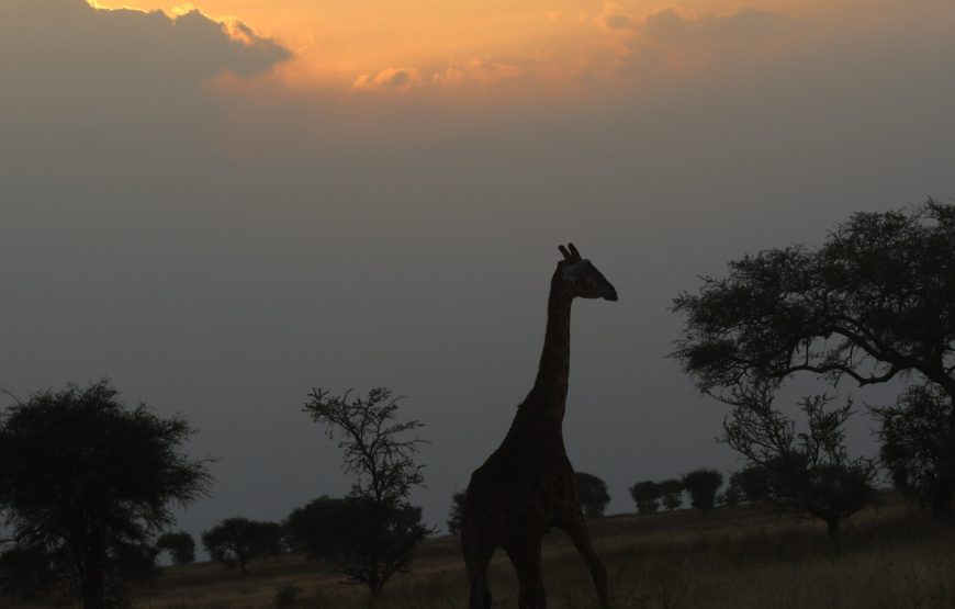 9 Day Safari You’ll Always Remember