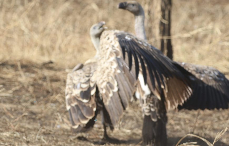 9 Day Safari You’ll Always Remember