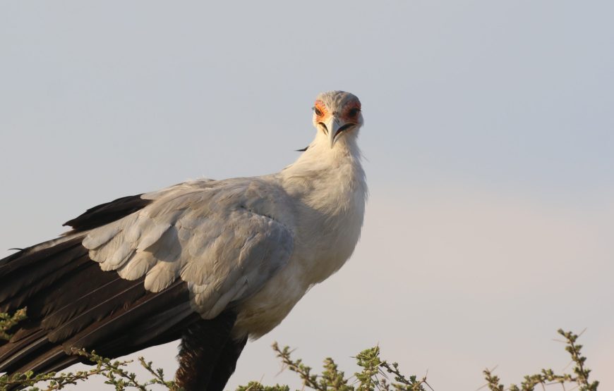 9 Day Safari You’ll Always Remember
